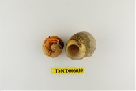 藏品(光螯硬殼寄居蟹)的圖片